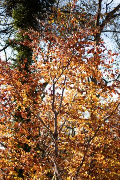 Golden brown leaves backlight by autumn sunshine