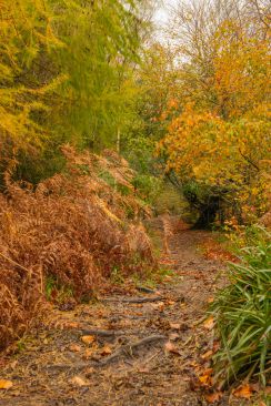 A beautiful woodland walk on a blustery autumn day image
