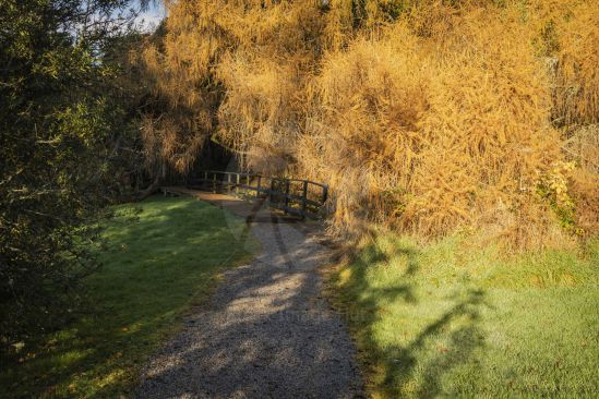 Old wooden bridge surrounded by beautiful golden browns of autumn/fall