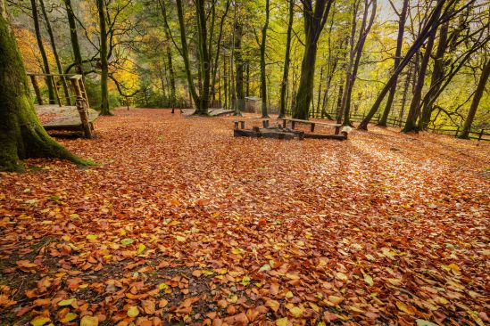 Woodland floor becomes a massive bed of golden brown autumn leaves image