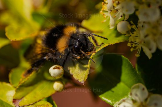 A close up of a bumblebee on summer flower gathering nectar image