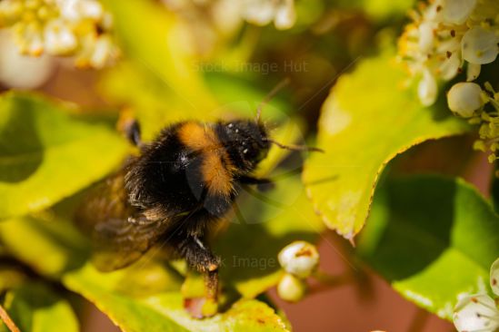 A bumblebee working hard in summer sunshine