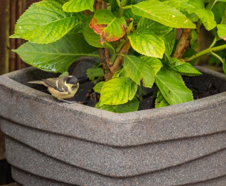 A young coal tit looking for grubs in garden plant pot