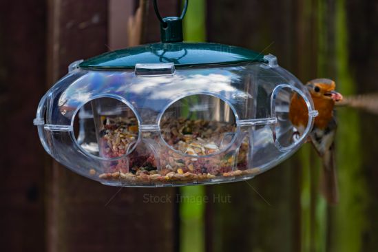 Robin redbreast having some lunch in a garden from bird feeder