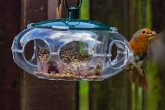 An adult robin garthering food for her young family image