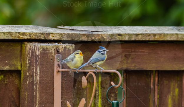 Baby blue-tit crying to parent for more food image