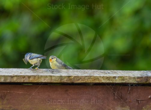 A baby bluetit waiting for mum to feed her image