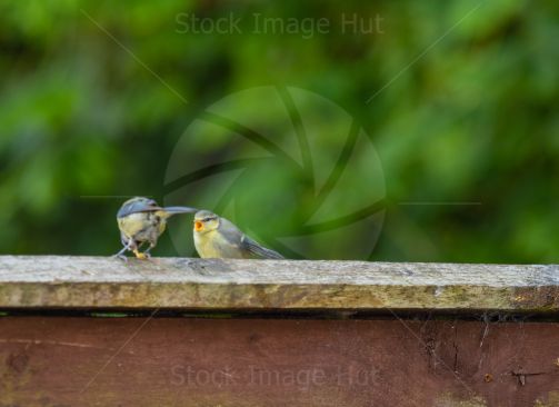 Baby Bluetit Geeting Impatient