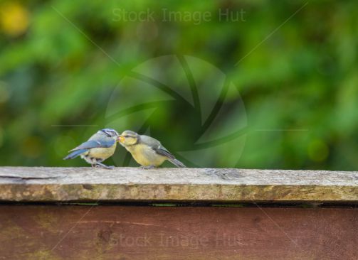 Mum feeding baby bluetit sitting on garden fence