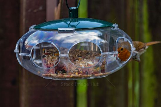 A little Robin checking out a new bird feeder in garden image