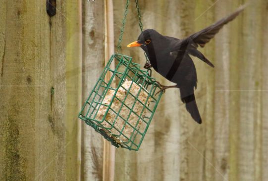 Male blackbird feeding on fatball