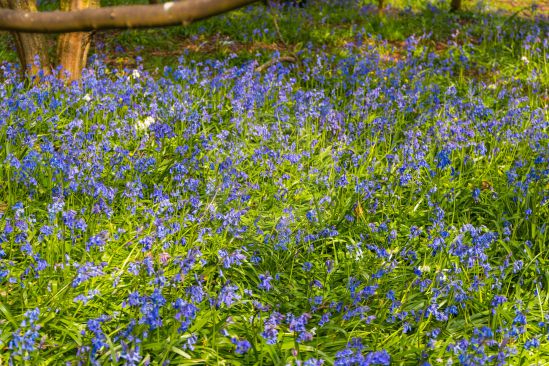 A sea of bluebells on the woodland floor in early spring image