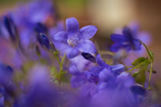 Very close-up image of bluebells after summer rain shower
