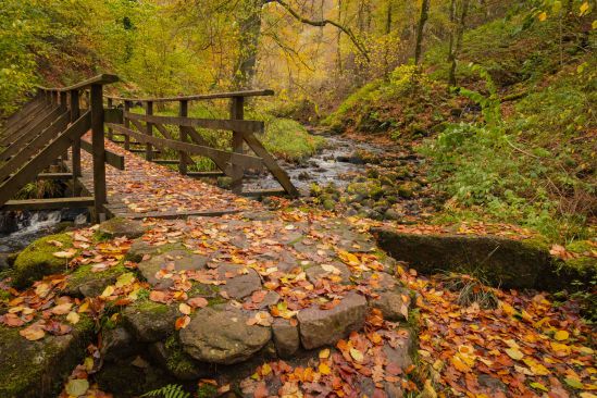 Beautiful old wooden bridge over stream covered in fallen golden brown autumn leaves