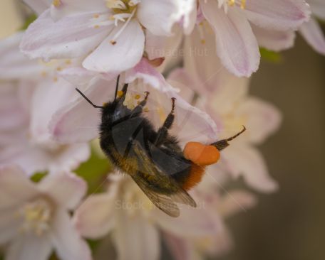 Bumble bee hard at work gathering pollen and nectar during a summers morning