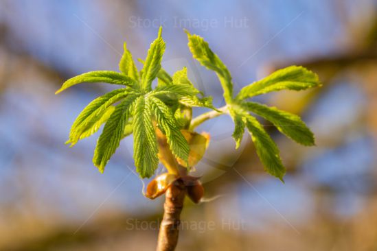 Chestnut Bud In Springtime