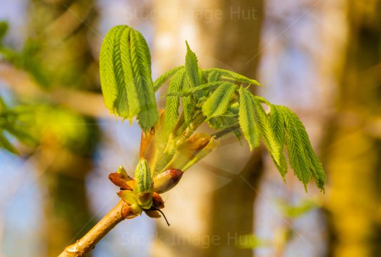 A young chestnut bud starting to open in early spring sunshine