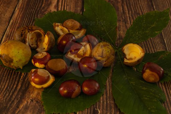 Handpicked chestnuts from woodland sitting on large chestnut leaf signalling the start of autumn/fall