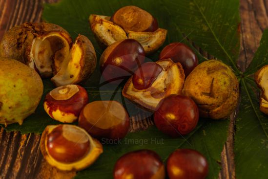 A handful of chestnuts picked from the woodland floor and sitting on a leaf image