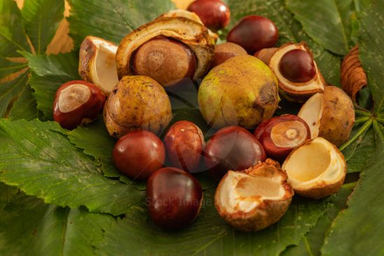 Chestnuts Gathered During Autumn/Fall