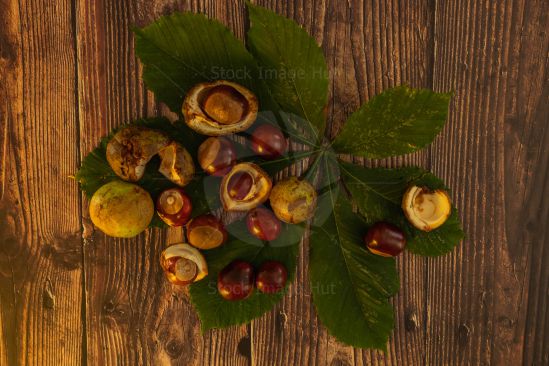 Looking directly down on chestnuts gathered on a chestnut leaf with wood background. Autumn/Fall has begun