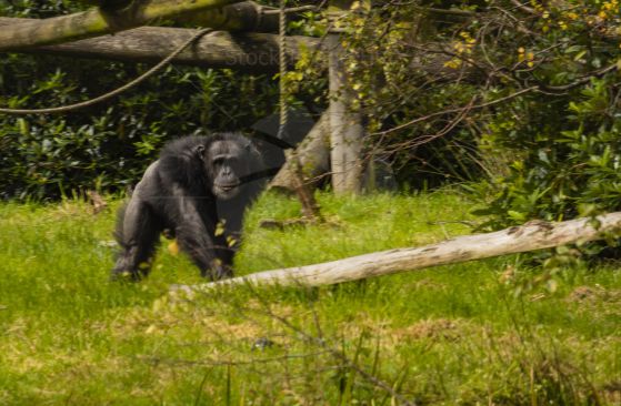 Adult Chimp guarding his domain image