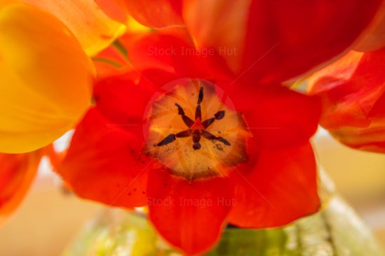 Close up of a red tulip flower on a summer day