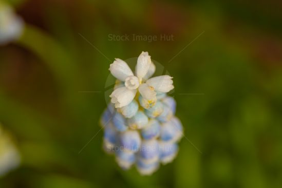 Close up of Hyacinth flower in springtime