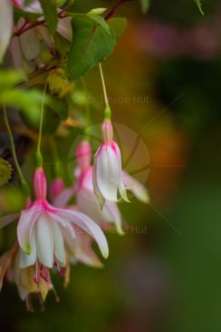 Close up of fuschia flower in spring sunshine