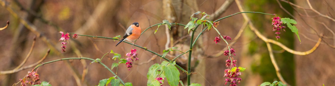 Beautiful bullfinch bird sitting on branch in garden image