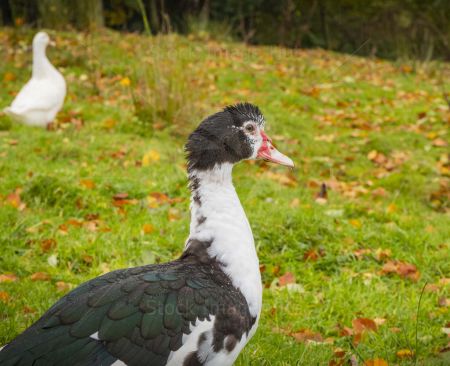 Geese wandering about grass area