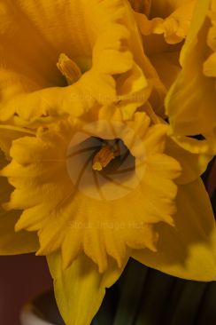 A macro photo of perfect daffodils