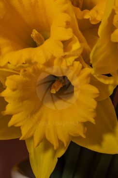 Macro Daffodil