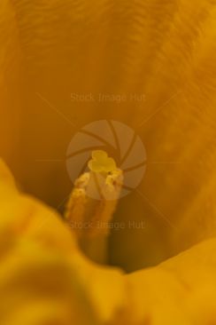 A very close up photo of inside a daffodil