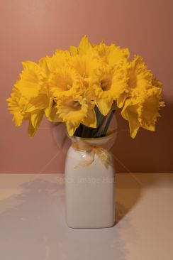 Daffodils in full bloom sitting in white vase