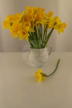 Daffodils arranged in vase on white background image