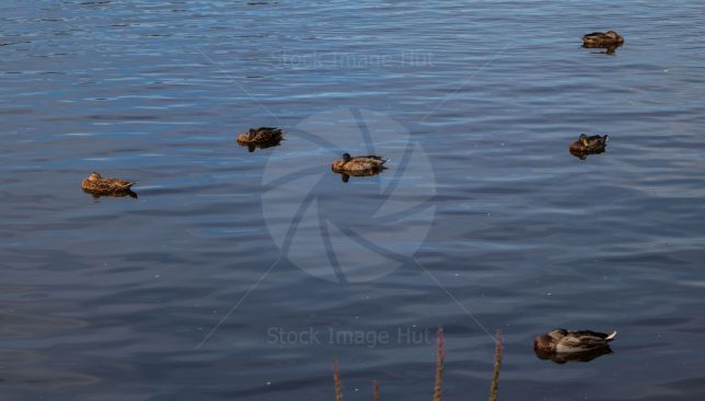 Ducks chilling out at edge of loch Lomond on a summer day