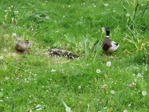 Two mallard ducks enjoying the spring sunshine image