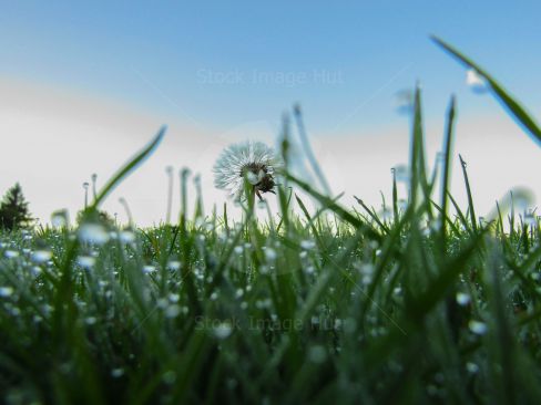 Early morning dew sitting on grass with a little dandelion in middle of shot