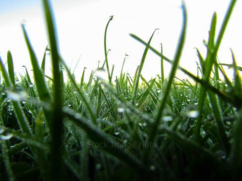 Close up shot of grass in early morning as dew sits as bubbles on grass tips