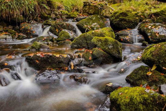 Mossy rocks and autumn leaves in river