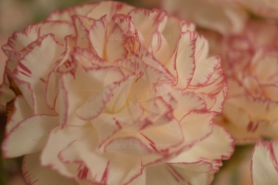 Close up of a peony rose flower in full bloom