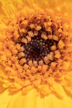 A macro close-up of beautiful spring flower image