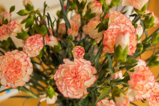 Close up of a Bouquet of flowers image