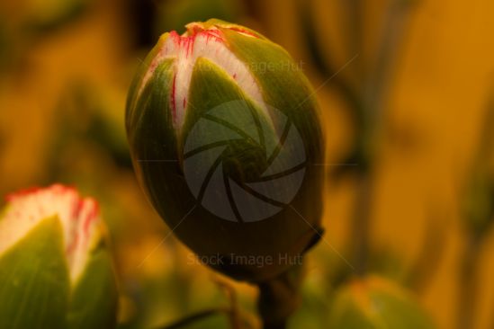 A young flower bud just starting to open in springtime