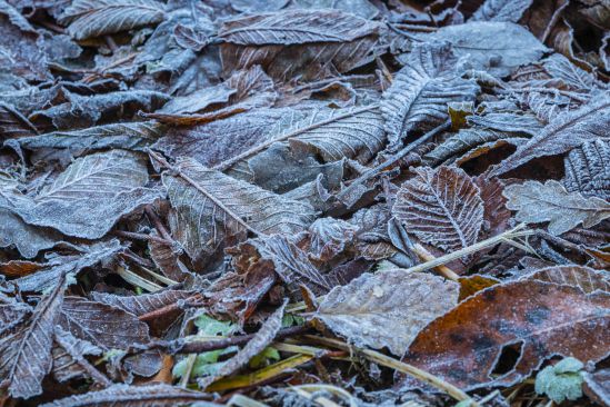 Frosty leaves on the woodland floor as winter sets in