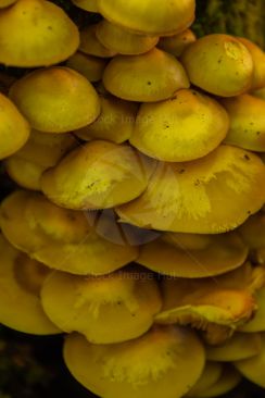 Vertical close up shot of golden mushrooms growing in woodland on old tree stump