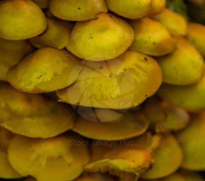 A cluster of mushrooms growing tightly together on an old rotten tree stump in middle of woodland in late autumn/fall image