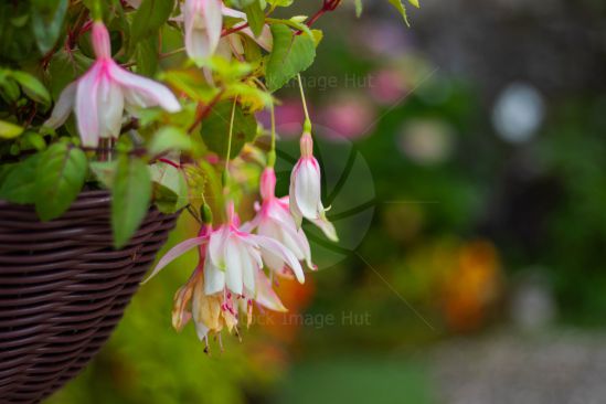 Fuschia summer flowers in hanging basket close up