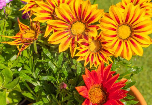 The bright summer colours of garden plants after gentle rainfall